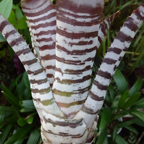 エクメア チャンティニー ブラックアイス 3 Aechmea chantinii CV. Black Ice seedling F1