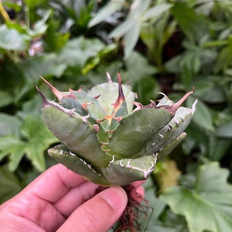 アガベ チタノタ アザラシ 海豹 CS1 agave titanota Compacta 'Seal'