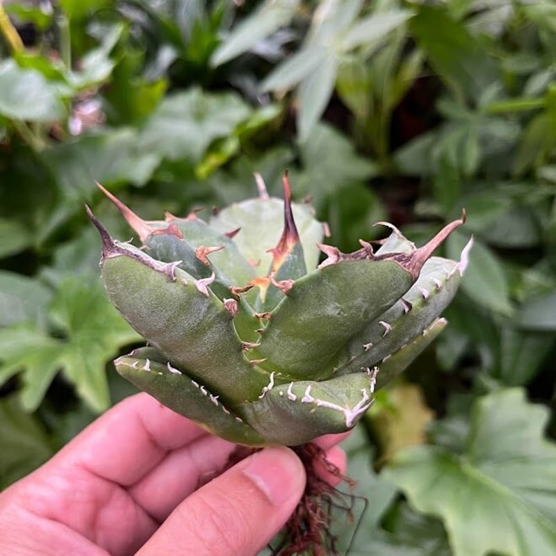 アガベ チタノタ アザラシ 海豹 CS1 agave titanota Compacta 'S