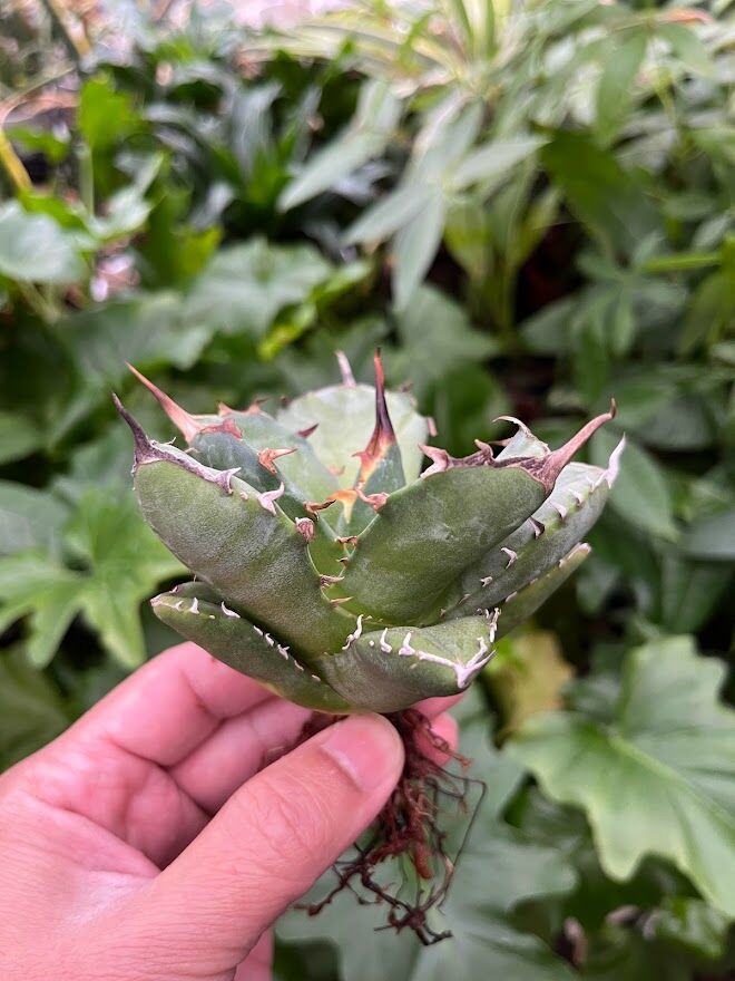 し*ん様 多肉植物・アガベ・チタノタ・スーパーアザラシ海豹・奇跡のフォルム！超包 アガベ チタノタ 海豹 アザラシ - メルカリ