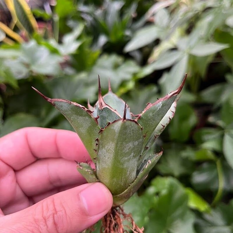 アガベ チタノタ レッドゴースト RG2 Agave titanota “赤鬼“ redgho