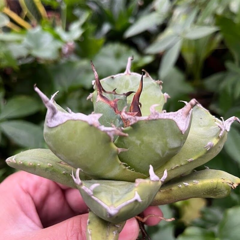 アガベ チタノタ アザラシ 海豹 CS2 agave titanota Compacta 'S