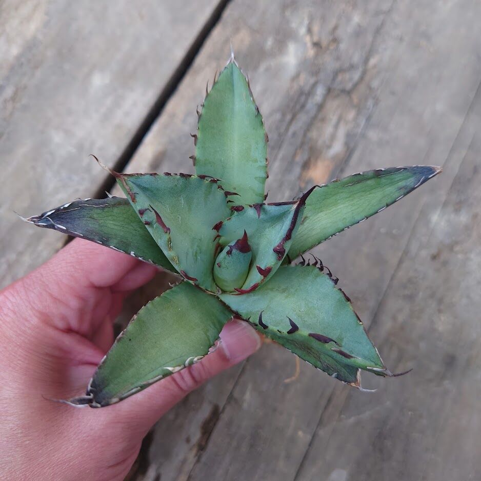 希少　アガベ　チタノタ　黒鯨　Agave titanota アガベ チタノタ 黒鯨 Agave titanota black whales No.3 |