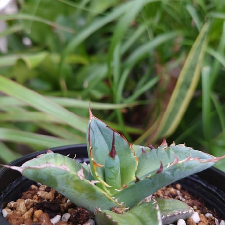 アガベ チタノタ 12 Agave titanota【送料一律500円】
