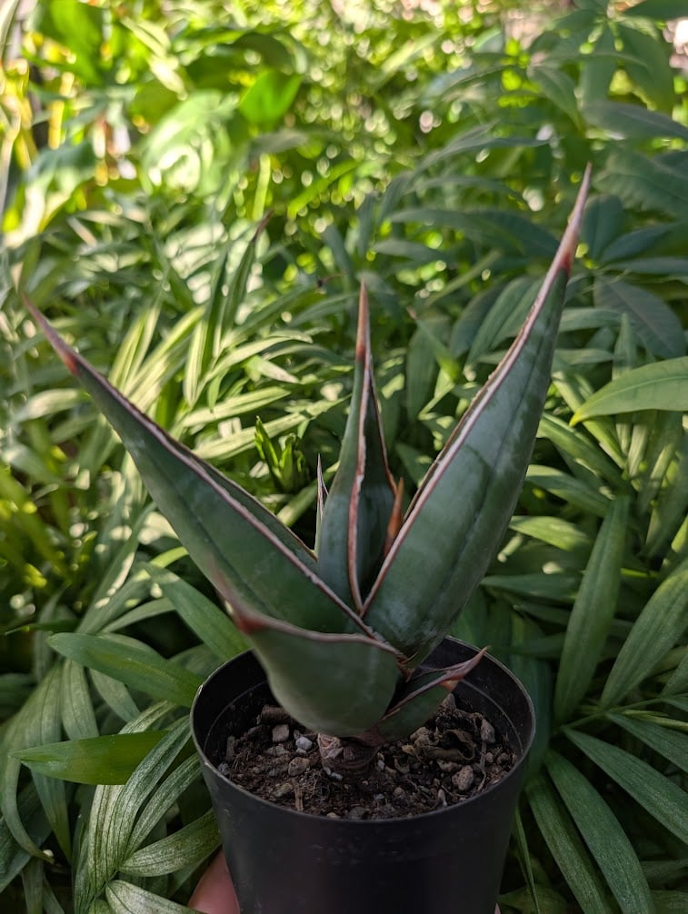 Sansevieria Pinguicula サンセベリア ピングイキュラ SP17 | My