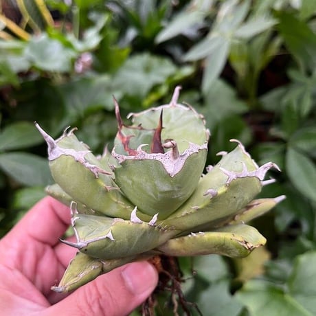 アガベ チタノタ アザラシ 海豹 CS2 agave titanota Compacta 'Seal'