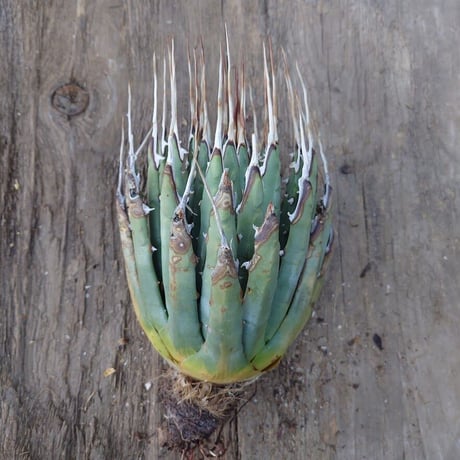 アガベ ユタエンシス ネバデンシス 7 Agave uthaensis var. nevadensis