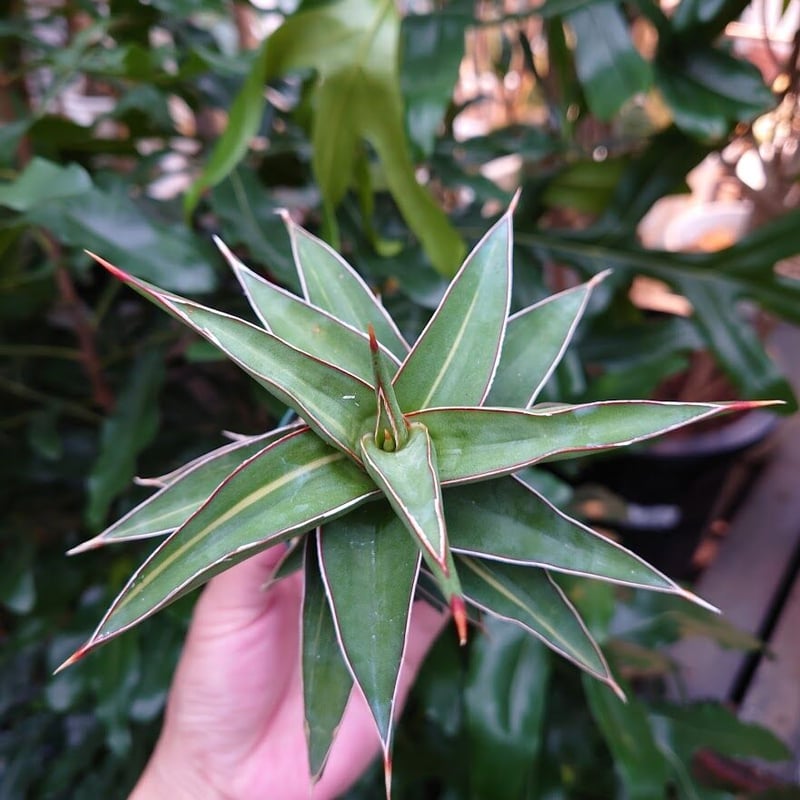 サンスベリア ラヴラノス 23251 Sansevieria Lav.23251斑入り | M