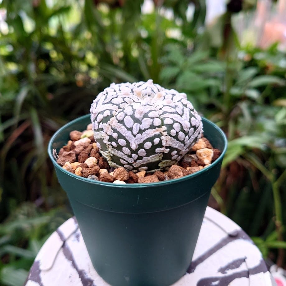 アストロフィツム 兜　Vタイプ　実生　3株セット4 アストロフィツム スーパー兜 Vタイプ 3 Astrophytum asterias cv '