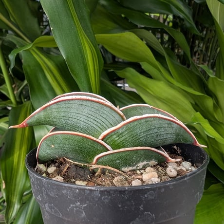 Sansevieria rorida サンスベリア ロリダ R11
