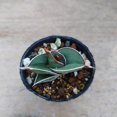Sansevieria rorida サンスベリア ロリダ R7