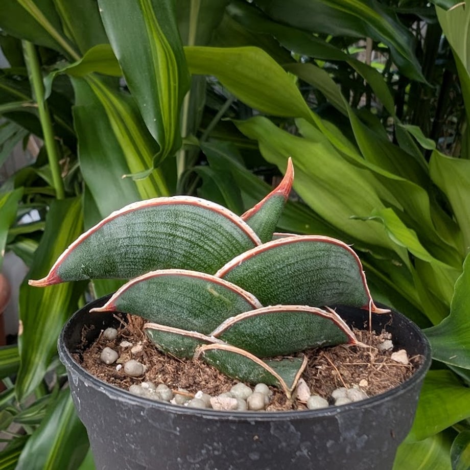 68d71d859b5b82d61f9fdf3c