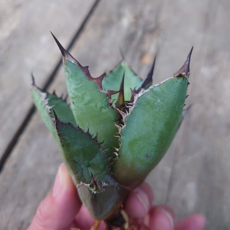 アガベ チタノタ 黒炎 黒火焔巌龍 5 Agave titanota black flame/fire