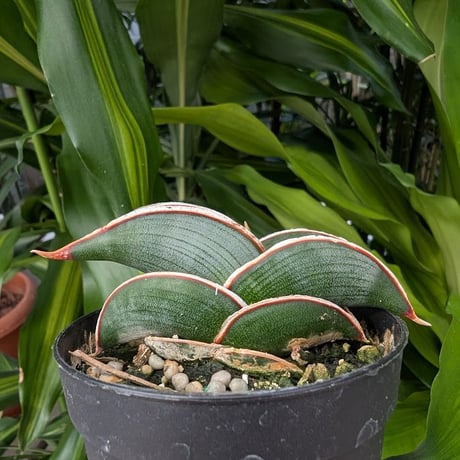Sansevieria rorida サンスベリア ロリダ R18