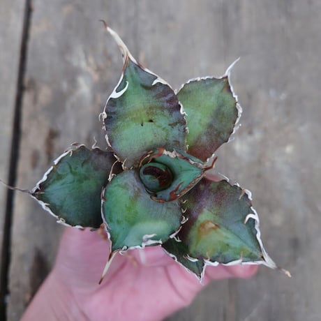 アガベ チタノタ 白鯨 2 Agave titanota white whale
