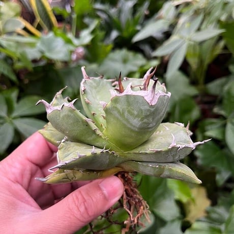 アガベ チタノタ アザラシ 海豹 CS2 agave titanota Compacta 'Seal'