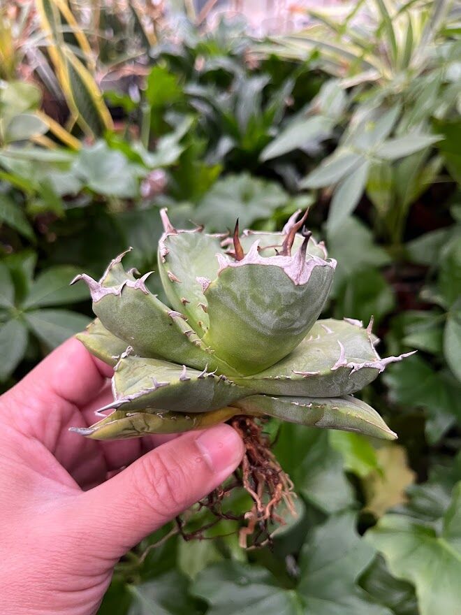 アガベ チタノタ アザラシ 海豹 CS2 agave titanota Compacta 'S