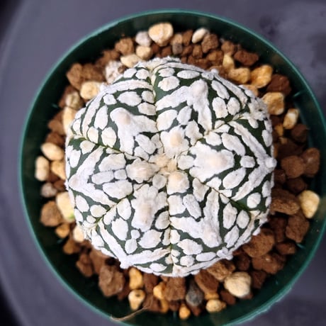 アストロフィツム スーパー兜 Vタイプ 3 Astrophytum asterias cv 'Super Kabuto' V
