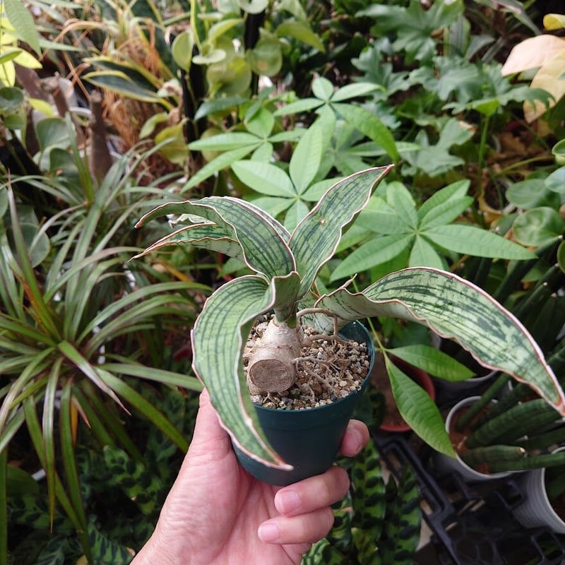 サンスベリア ヘッジホッグ 1 細かく Sansevieria Hedgehog