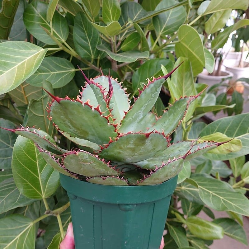 アガベ ボビコルヌタ カウズ・ホーン 3 Agave bovicornuta Cows Hor
