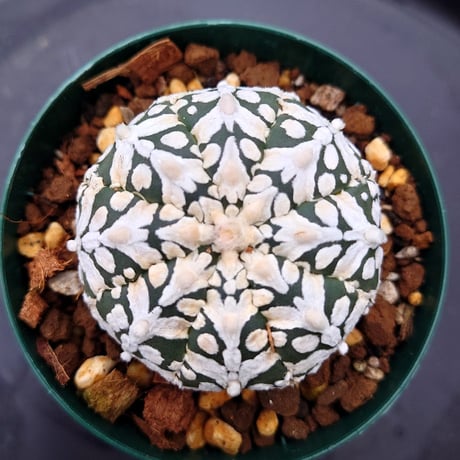 アストロフィツム スーパー兜 Vタイプ 4 Astrophytum asterias cv 'Super Kabuto' V