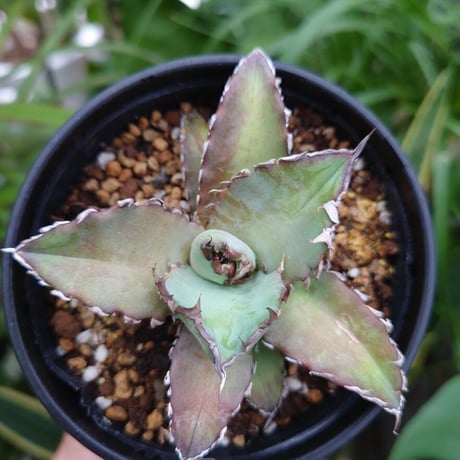 アガベ チタノタ 13 Agave titanota【送料一律500円】
