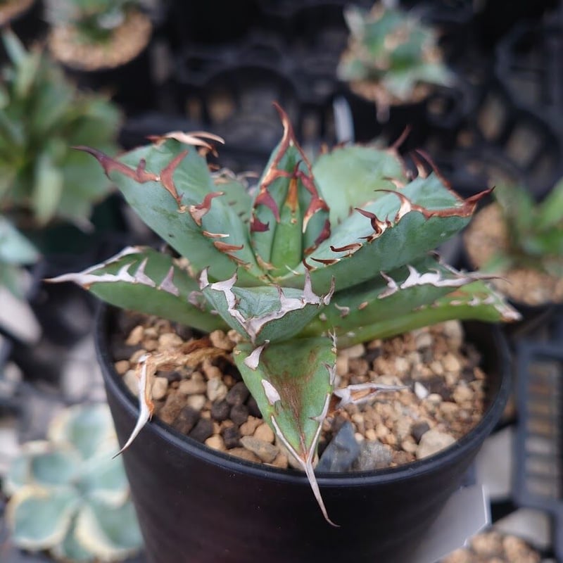 アガベ チタノタ 黒鯨 1 Agave titanota black whale | My-F...