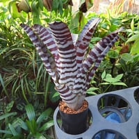エクメア チャンティニー ブラックアイス 2 Aechmea chantinii CV. Black Ice seedling F1