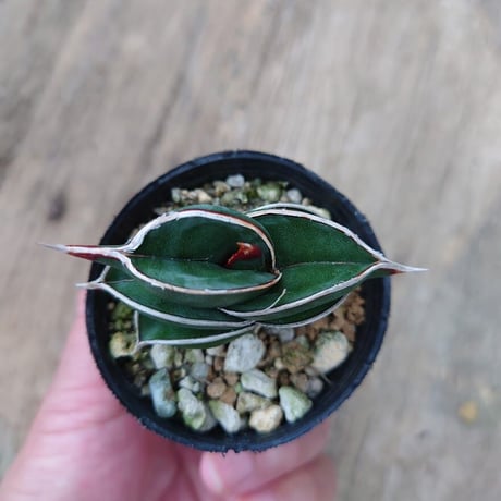 Sansevieria rorida サンスベリア ロリダ 3