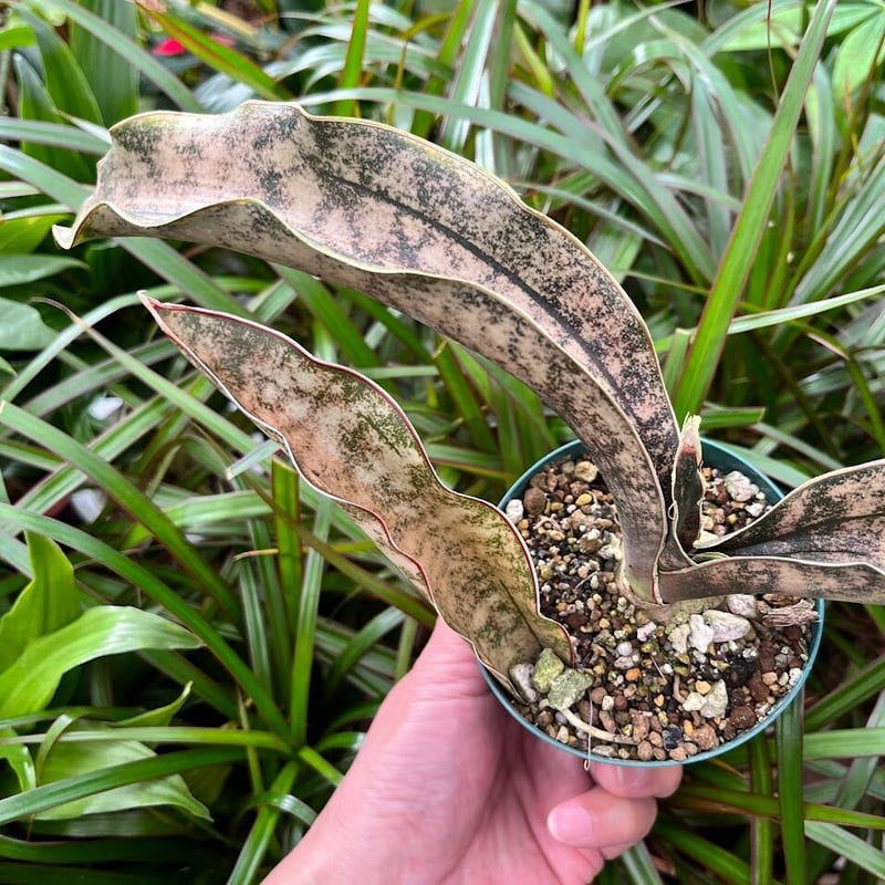 Sansevieria kirkii var. pulchra Coppertone サンスベ