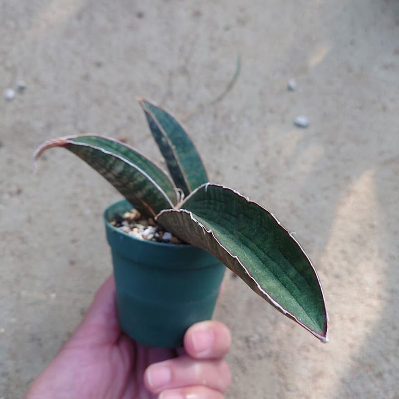Sansevieria hallii Pink Bat サンスベリア ピンクバット 3 【送料