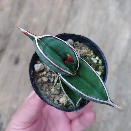 Sansevieria rorida サンスベリア ロリダ 2