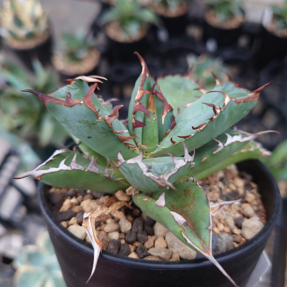 アガベ チタノタ 黒鯨 1 Agave titanota black whale | My-F
