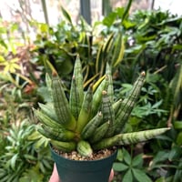 サンスベリア ヘッジホッグ 1 Sansevieria Hedgehog
