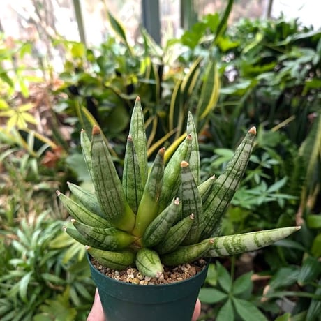 CATEGORY サンスベリア | My-Favthings CATEGORY サンスベリア | My-Favthings