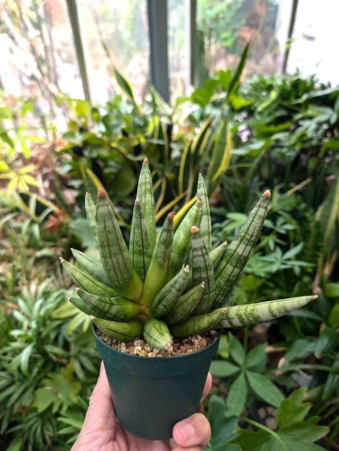 サンスベリア ヘッジホッグ 1 Sansevieria Hedgehog | My-Favth