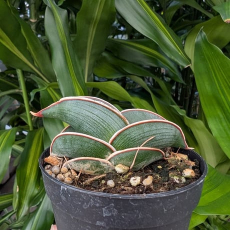 Sansevieria rorida サンスベリア ロリダ R22