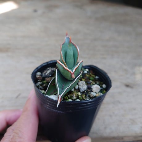 Sansevieria rorida サンスベリア ロリダ R6