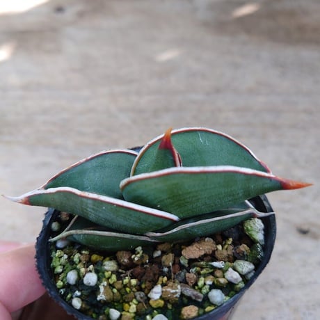 Sansevieria rorida サンスベリア ロリダ R1