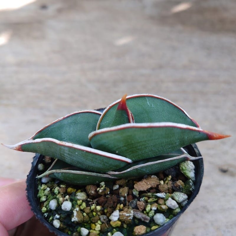 Sansevieria rorida サンスベリア ロリダ R1 | My-Favthings
