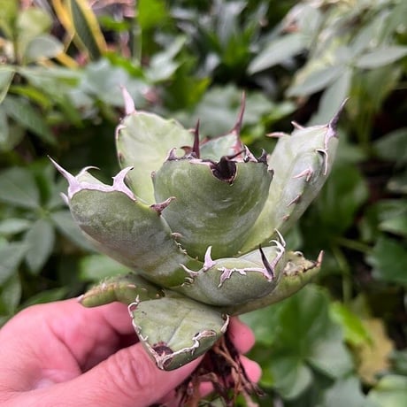 アガベ チタノタ アザラシ 海豹 CS3 agave titanota Compacta 'Seal'