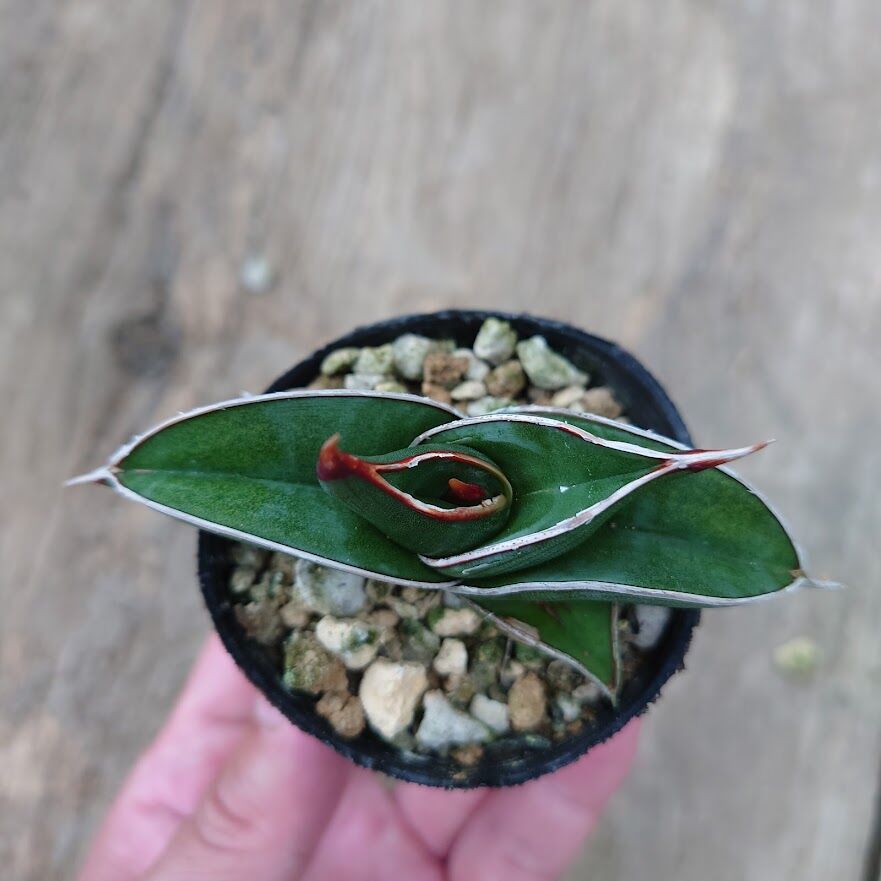 S1538 W26cm超特大【極上S級 縞斑入り株！！】サンスベリア ロリダ S1538 W26cm超特大【極上S級 縞斑入り株！！】サンスベリア ロリダ