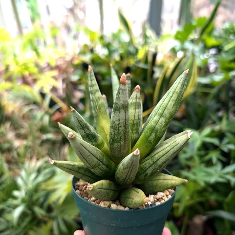 (希少) サンスベリア　タワーバリエガータ　斑入り 希少) サンスベリア タワーバリエガータ 斑入り 高級品種