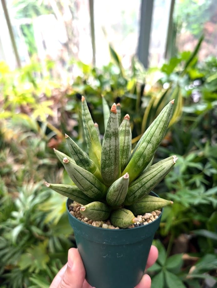 サンスベリア ヘッジホッグ 5 Sansevieria Hedgehog | My-Favth