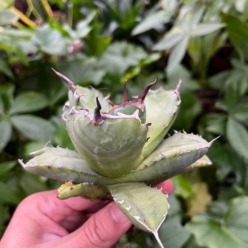 は*と様 多肉植物・アガベ・チタノタ・スーパーアザラシ海豹・奇跡のフォルム！超包 アガベ チタノタ アザラシ 海豹 CS4 agave titanota Compacta 'S