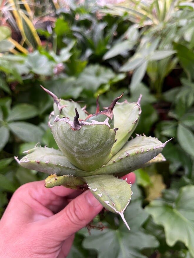 アガベ チタノタ アザラシ 海豹 CS4 agave titanota Compacta 'S
