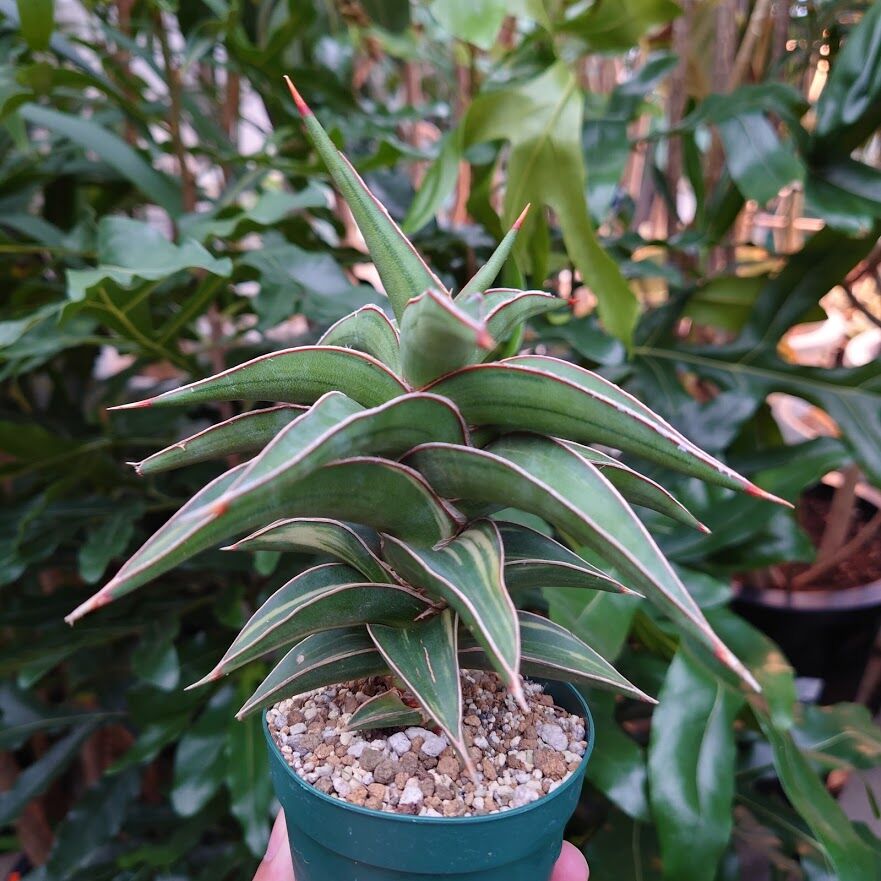 サンスベリア ラヴラノス 23251 Sansevieria Lav.23251斑入り | M...