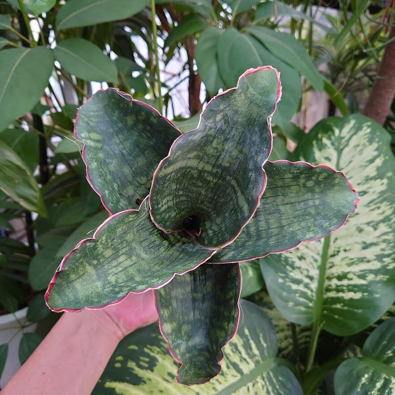 Sansevieria sp. Mafinga Tanzania Dragon Wing サン
