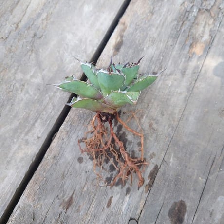 アガベ チタノタ 黒鯨 1 Agave titanota black whale