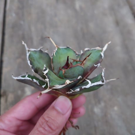 アガベ チタノタ 白鯨 1 Agave titanota white whale